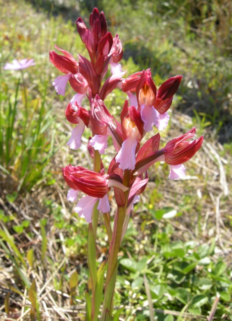 Orchis papilionacea